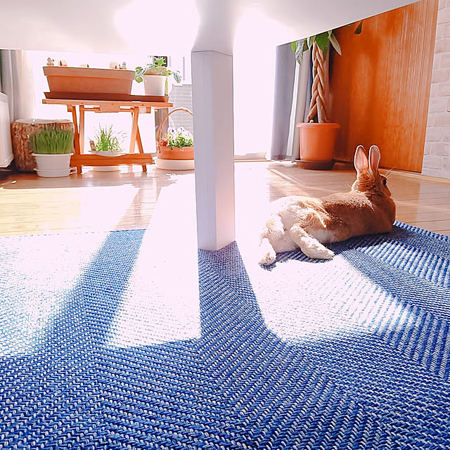 mai_maiさんの実例写真