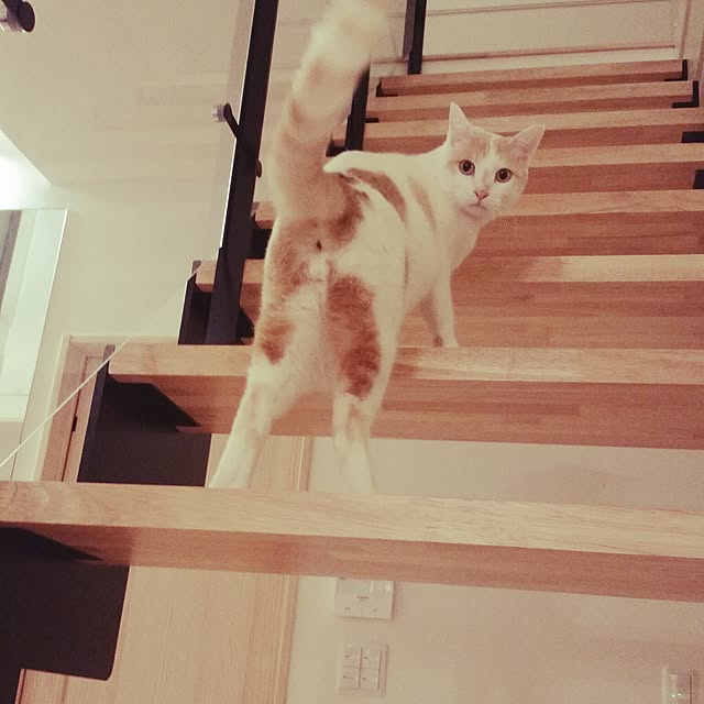 chaanさんの実例写真