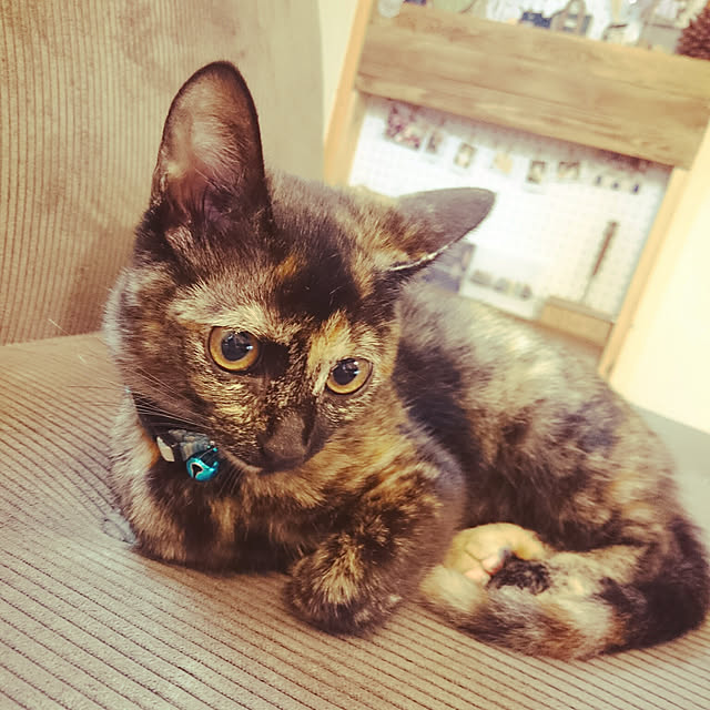 180447hiroさんの実例写真