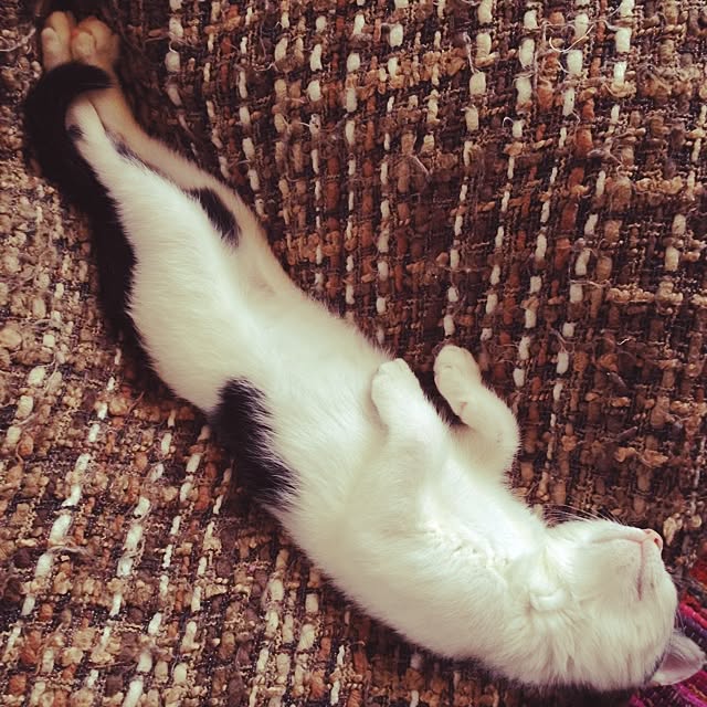 chiroru13さんの実例写真
