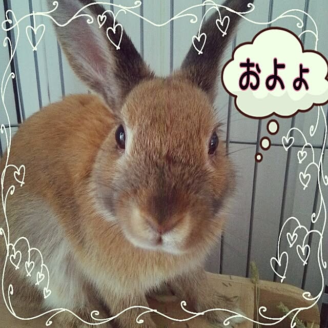 yu-ya1124さんの実例写真