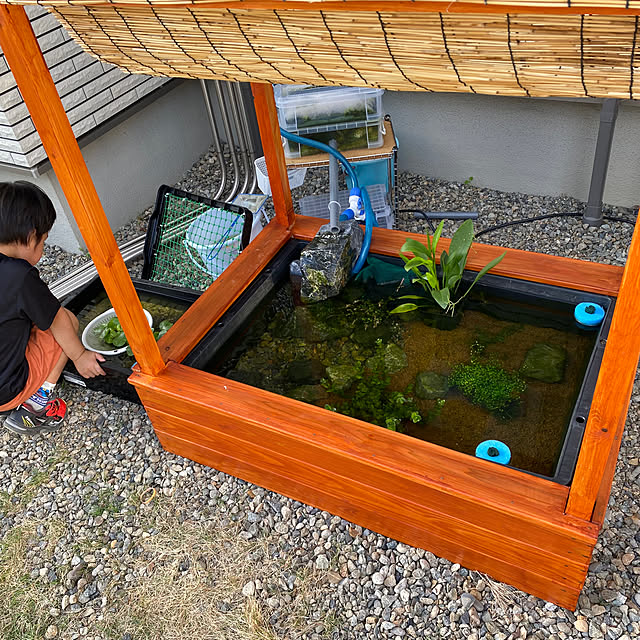 子供/ビオトープ/暑さ対策/2×4材/メダカ...などのインテリア実例 - 2023-06-18 10:49:14
