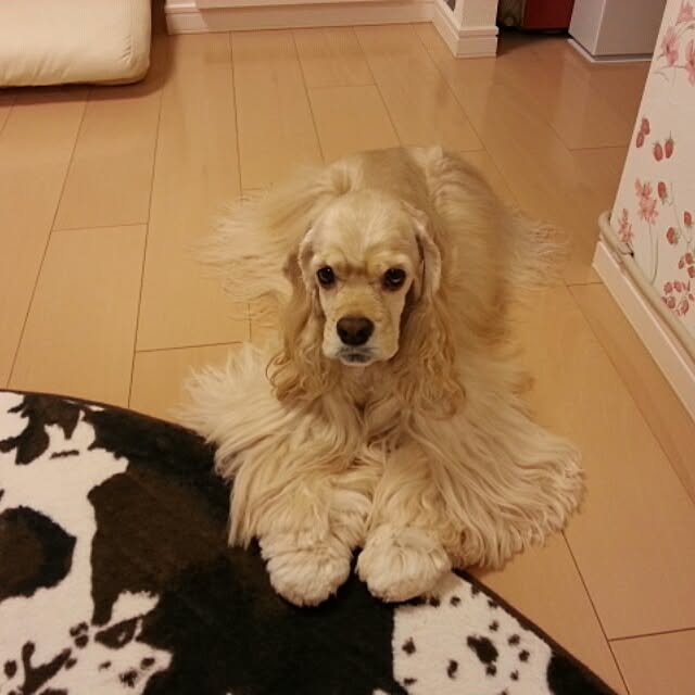 evetamaさんの実例写真