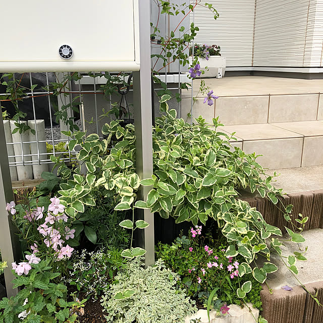 pinkflower_Potagerさんの部屋