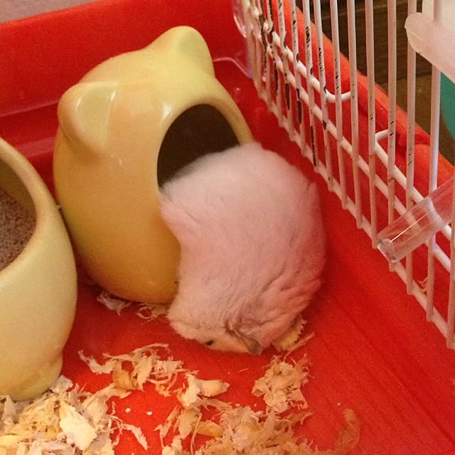saoさんの実例写真