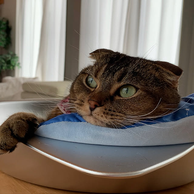 実例写真