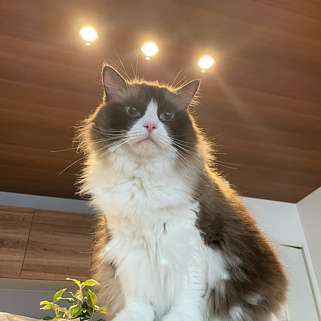 harekoさんの実例写真