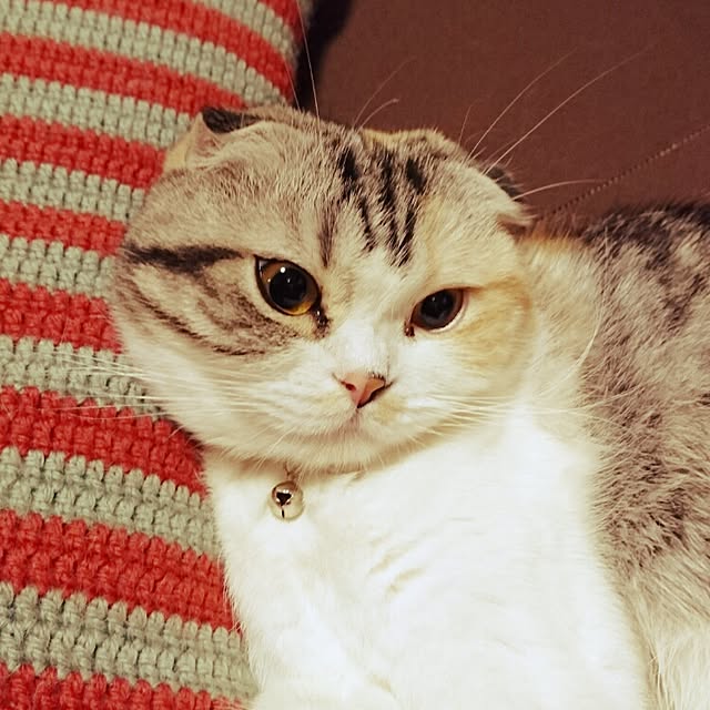 Sachiさんの実例写真