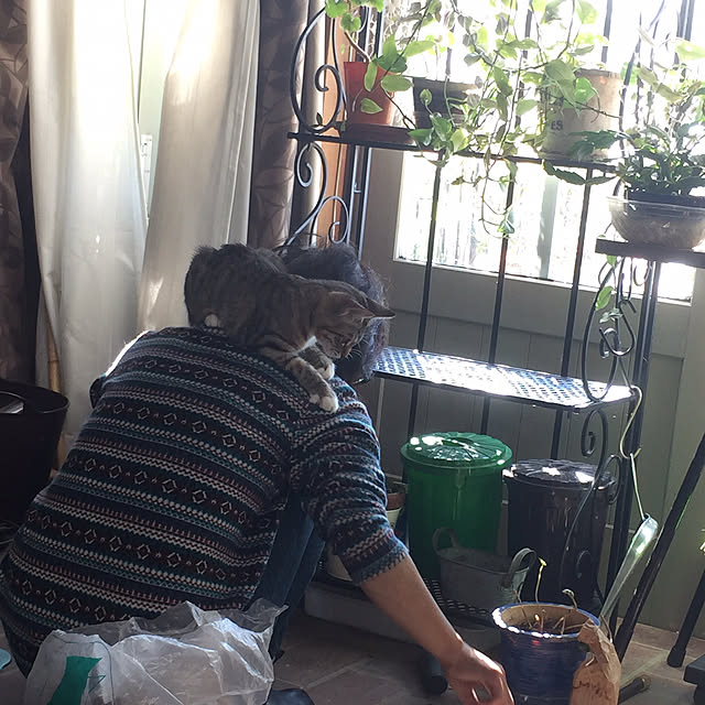 shigimiさんの実例写真