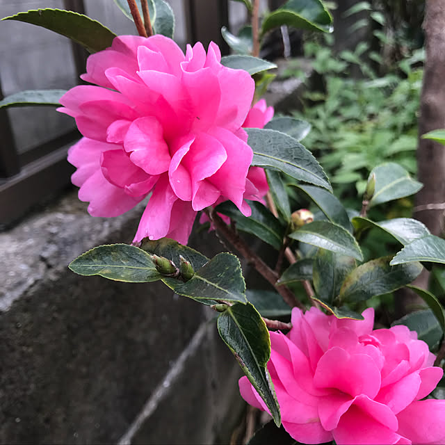 sakura1116さんの実例写真