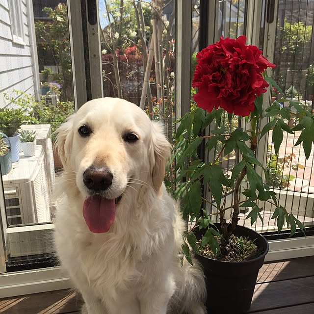 angeさんの実例写真