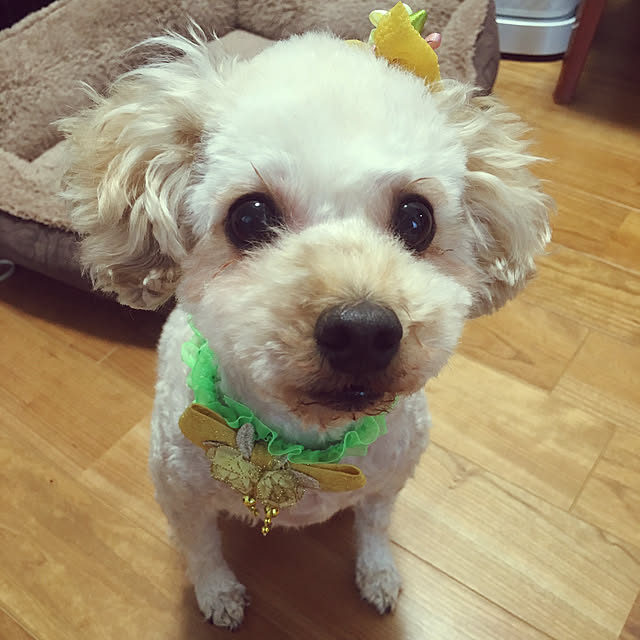 coco.さんの実例写真