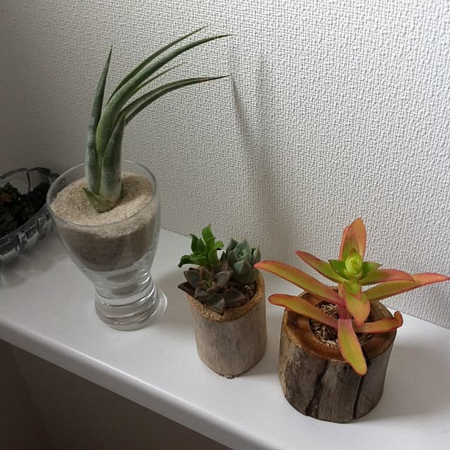 バス/トイレ/多肉植物/RC富山支部のインテリア実例 - 2014-10-30 12:14:55