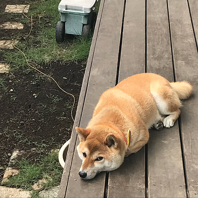 naobrownさんの実例写真