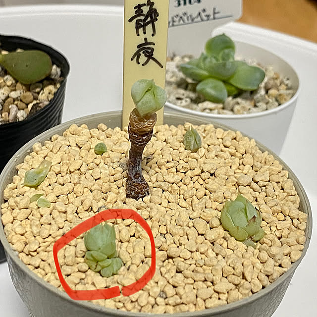 melmelさんの実例写真