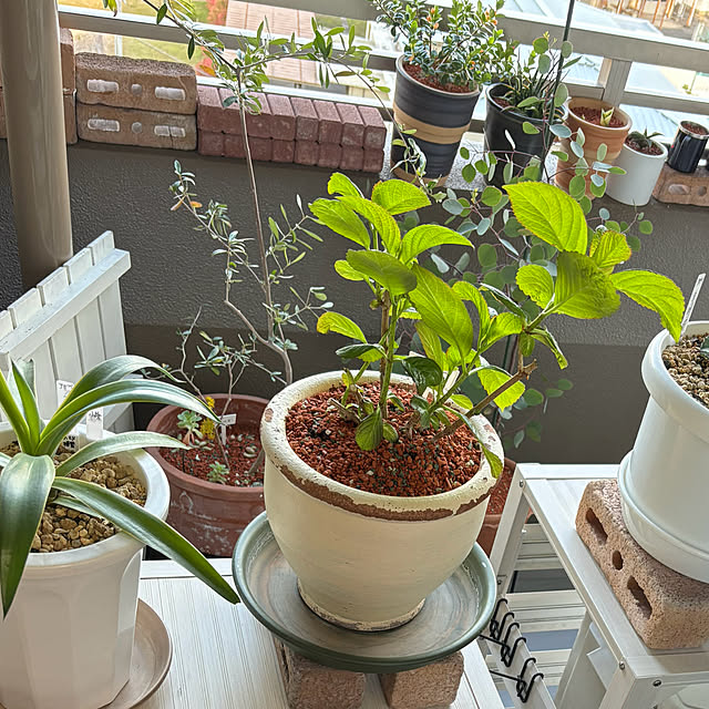 koshiregutyoさんの部屋