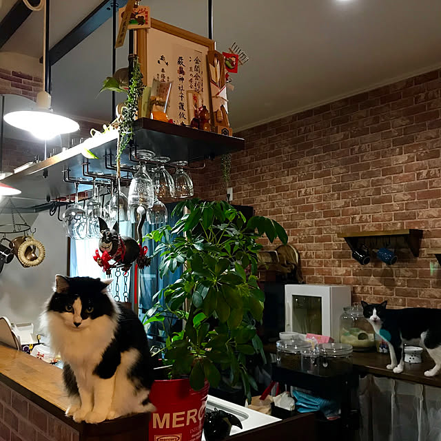 butachanさんの実例写真