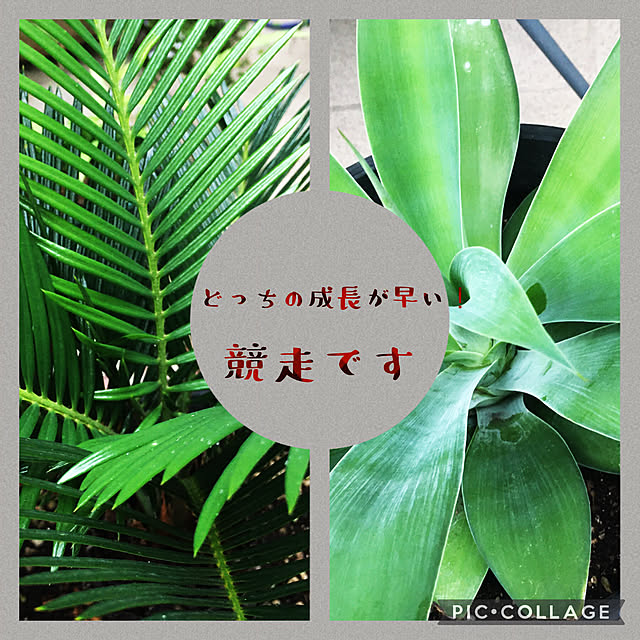 happy-sachiさんの実例写真