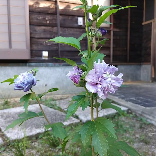 kuririnmamaさんの実例写真