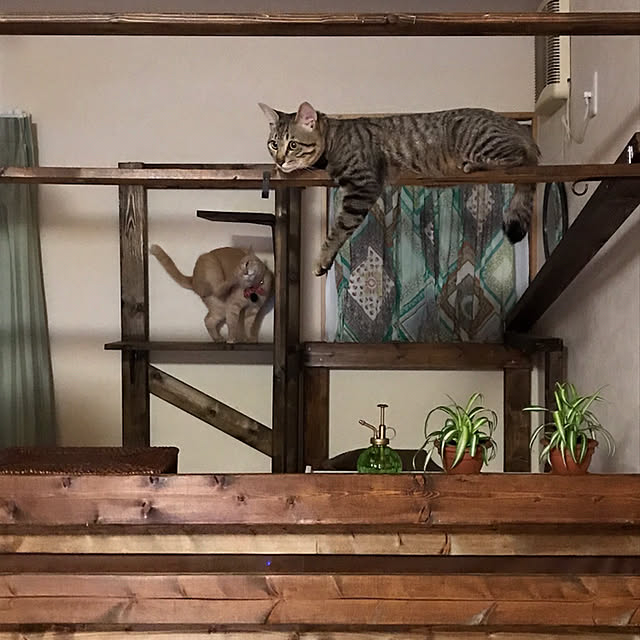 mikan161さんの実例写真