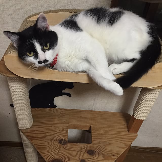 mirinrinさんの実例写真