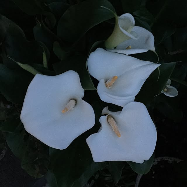 asamisekiguchiさんの実例写真