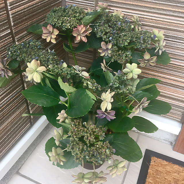 sanaさんの実例写真