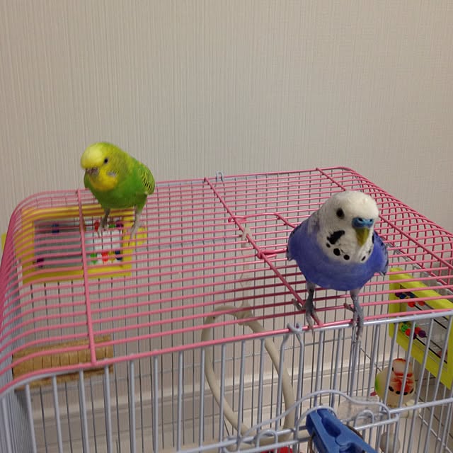 yochinさんの実例写真