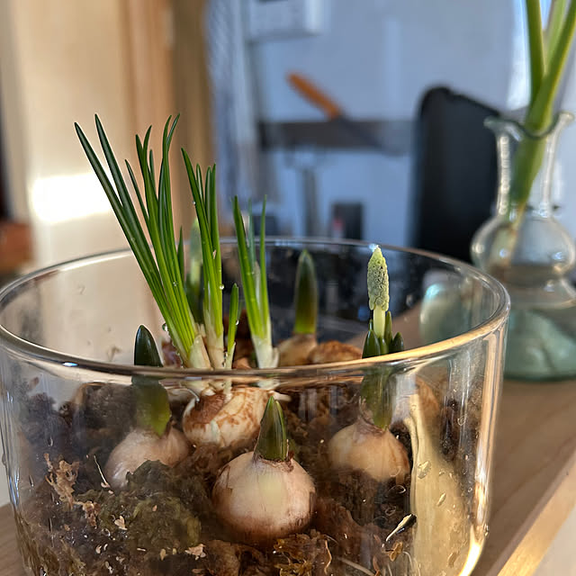 hatsugaさんの部屋