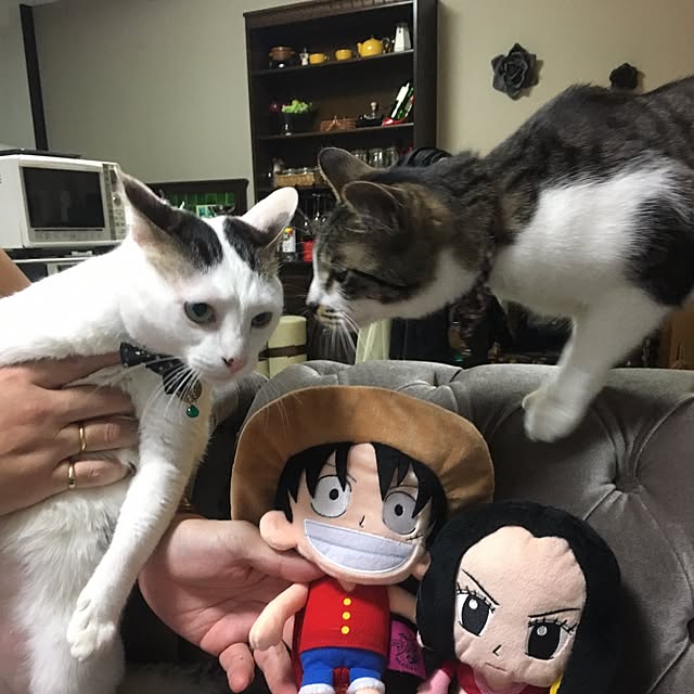Mihoさんの実例写真
