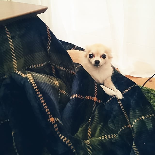 rumiさんの実例写真