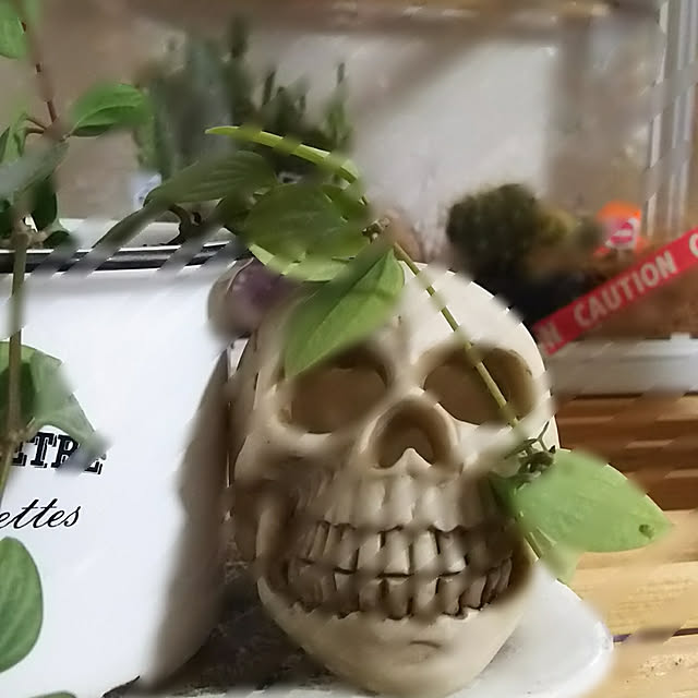 Ginさんの実例写真