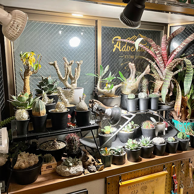 グラキリス/植物のある暮らし/男の趣味部屋/塊根植物/アウトドアインテリア...などのインテリア実例 - 2021-12-24 23:27:30
