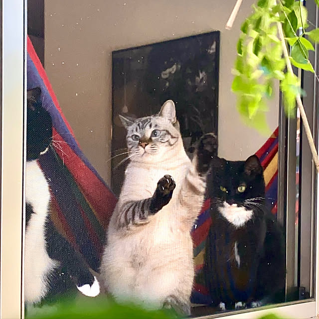 butachanさんの実例写真