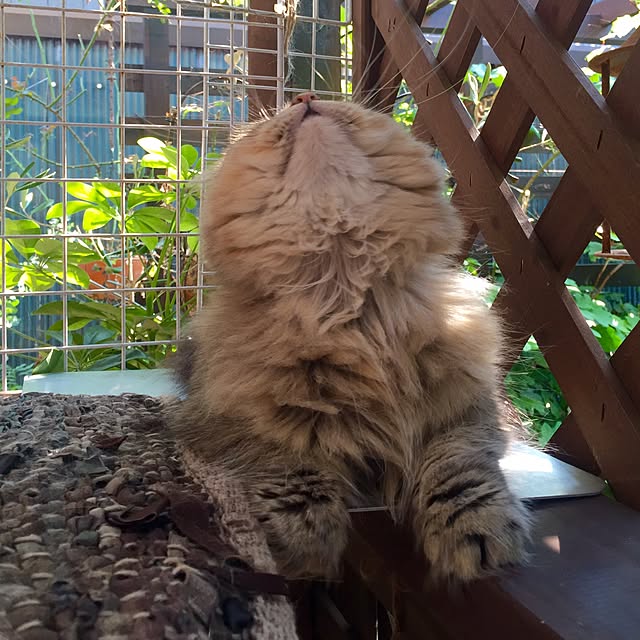 butachanさんの実例写真