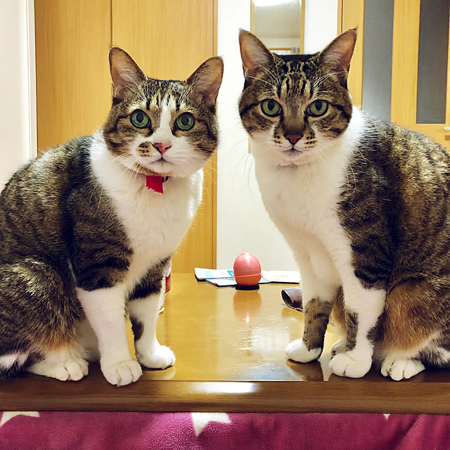 実例写真