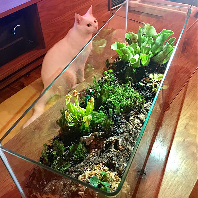 sakurasakuさんの実例写真