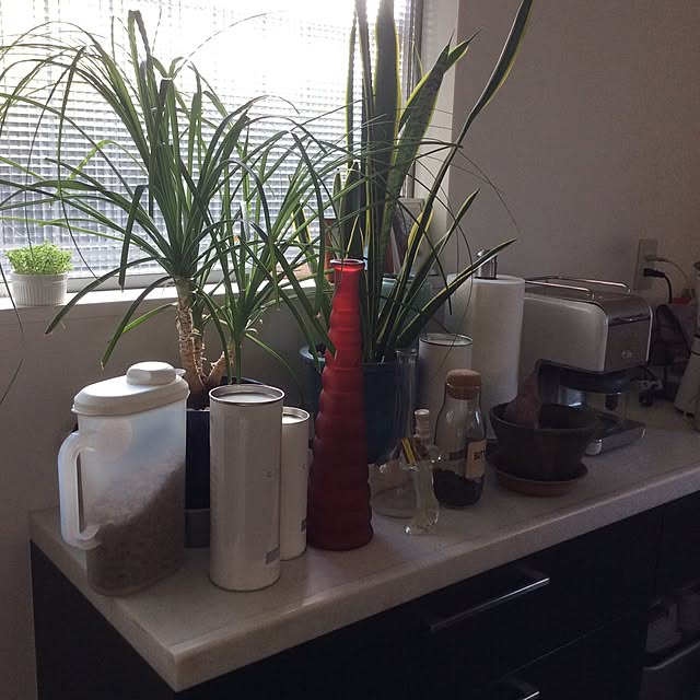 キッチン/観葉植物のインテリア実例 - 2016-09-07 08:34:19