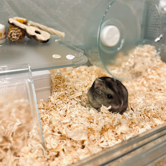 kurinokiさんの部屋