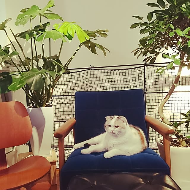 ishikawagoemonさんの実例写真