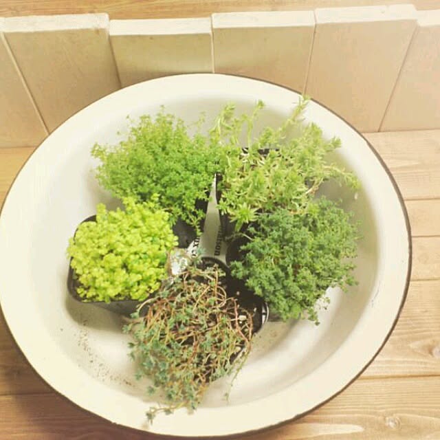 chiさんの実例写真