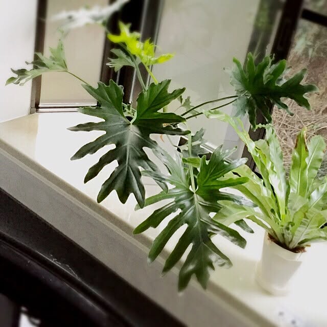 hiroさんの実例写真