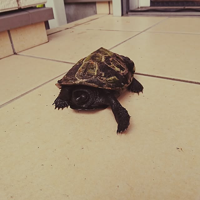 AZさんの実例写真