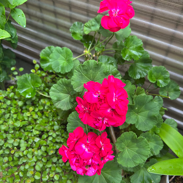 nannoさんの部屋