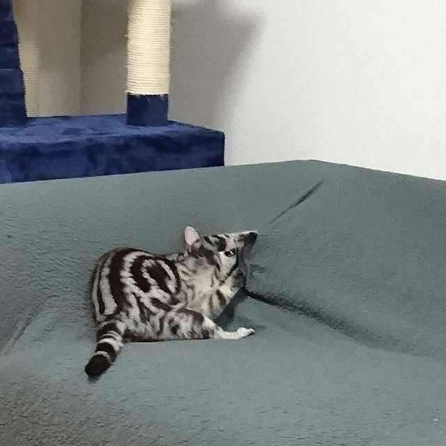 CatClipさんの実例写真