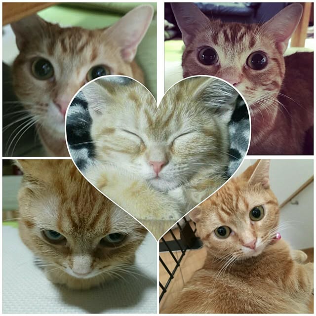 shinobuさんの実例写真