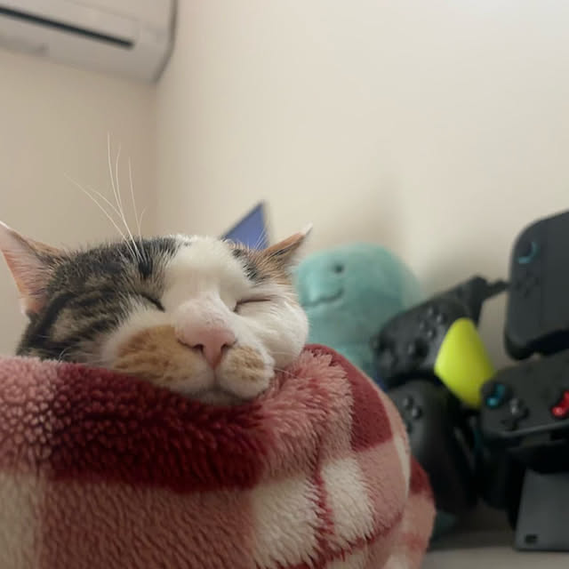 saQQunさんの部屋