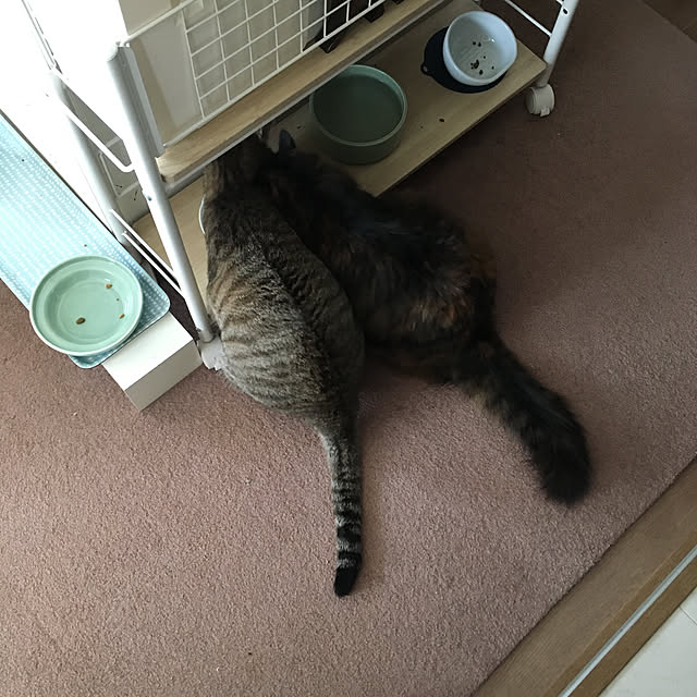 mikomaruさんの実例写真