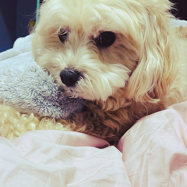 priimo04114さんの実例写真