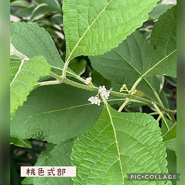 buchiさんの実例写真